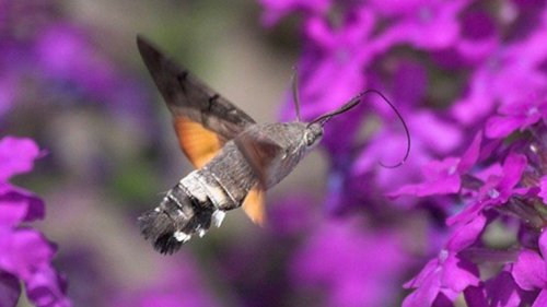 Record temperatures see steep rise in African hummingbird moths