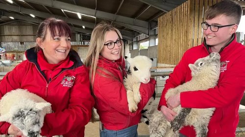 Our ewe gave birth to lamb triplets - we couldn't believe what happened next