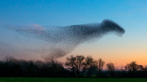 Starlings create T-Rex shape across the sky as they form together