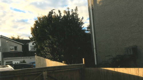 My neighbour's 32ft trees are causing me hell - they don't even live there