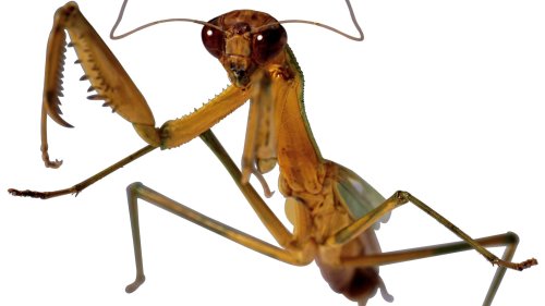 Britain braced for invasion of creepy cannibal praying mantis
