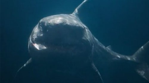 Horror clip shows what would happen if ‘extinct megalodon shark’ attacked a ship