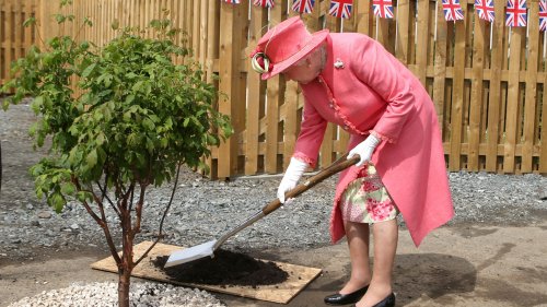 Trees from Platinum Jubilee will be planted across UK to honour The Queen