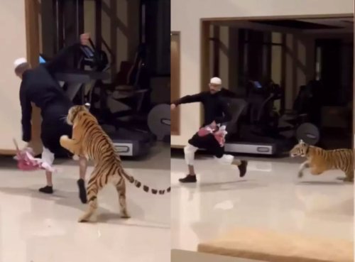 Unusual Chase: Pet Tiger chases and attacks arab man in lavish UAE Home (Watch)