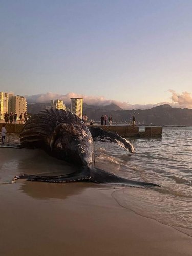 Removal of a massive whale carcass in Cape Town to be investigated