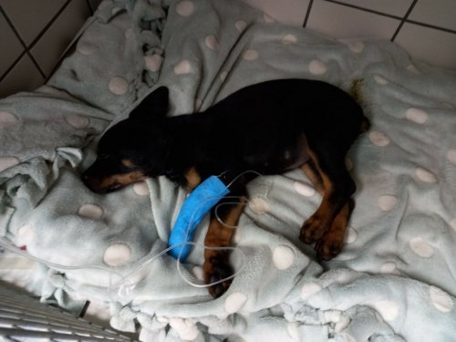 Rottweiler puppy nearly dies after owner docks tail with rubber band