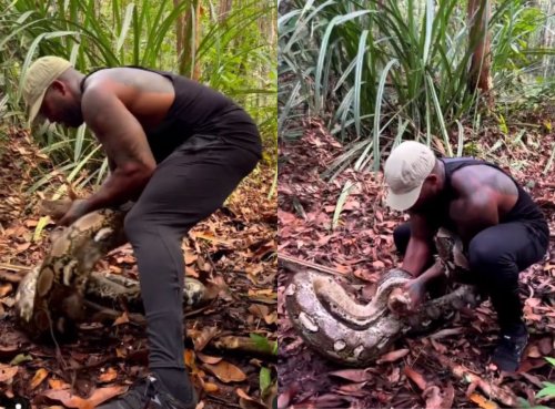 Bizarre Video: Fearless man battles massive python in a forest (Watch)
