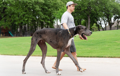 Guinness World Records: Tallest dog living (male) | Flipboard