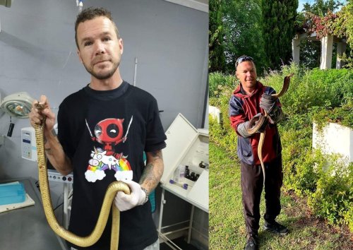 Well-known snake catcher died after Cape Cobra bite