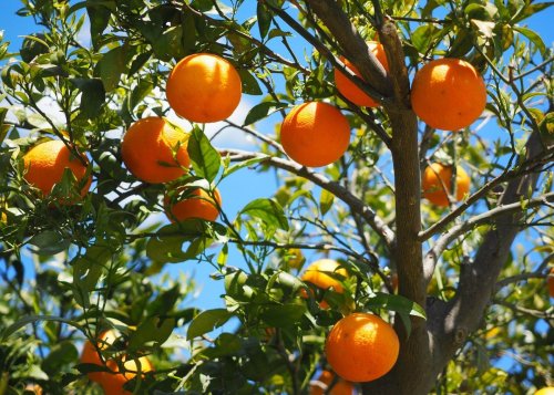 Soon SA may not be able to afford exporting its famous citrus