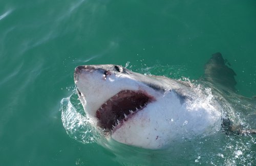 Cape Town woman killed by shark at Plettenberg Bay beach