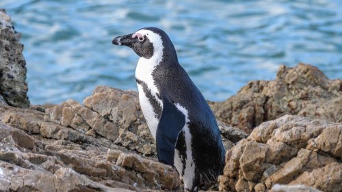 More penguins dying from avian flu at Boulders beach