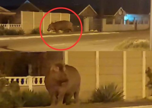 Watch: Hippo spotted in Cape Town suburb