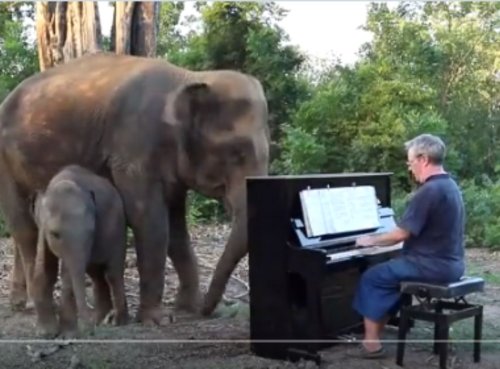 Tremendous: Artist plays the piano for a mother and baby elephant (Video)