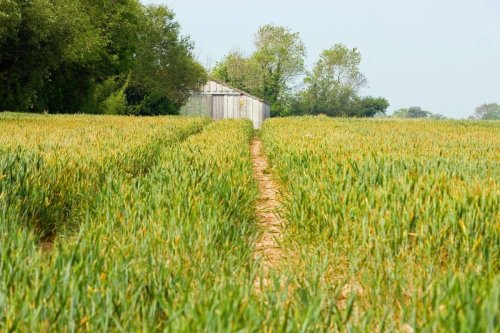 South Africa’s land reform rises from ‘the ashes of dispossession’