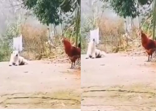 Viral Video: Puppy crows like rooster, netizens amused [watch]