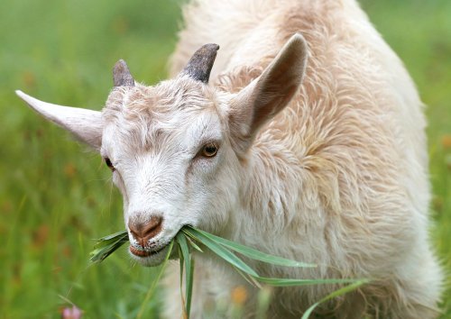 Man beaten to death after he was allegedly caught raping a goat