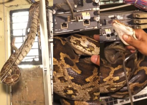 EISH WENA: Huge PYTHON found onto electrical wires, one bite rescuer [Video]