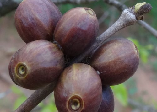 South Africa grows and roasts the world’s ‘rarest coffee bean’