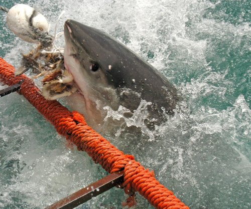NSRI warning: Great White Shark spotted in Western Cape river