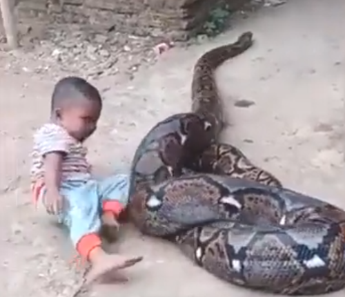Viral Video: Little boy manhandles HUGE python outside his home | Flipboard