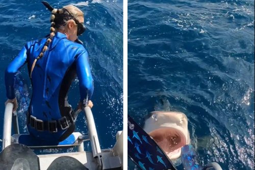 WATCH: Woman nearly dives INTO a shark's MOUTH