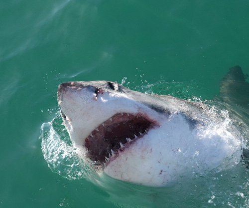 NSRI shark alert for Eastern and Southern Cape coastline