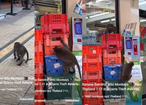 Viral YouTube Short | Wild monkeys invade supermarket, steal foods [Video]