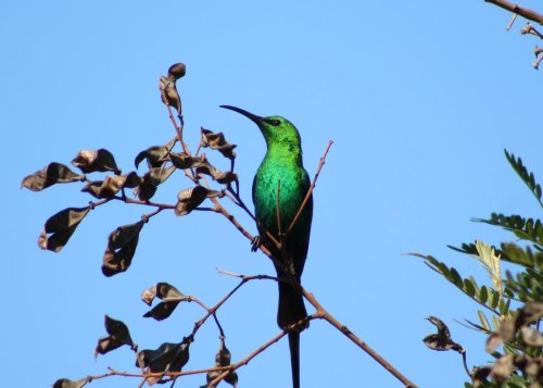 How sunbirds are finding their old flying routes across Cape Town