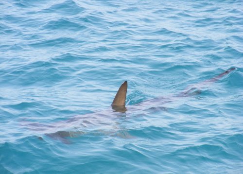 EISH WENA: Big shark lands on fishing boat [viral video]