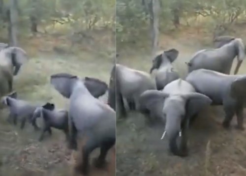 EISH WENA: Lions attack elephant calves, watch how herd of jumbos protects them [Video]