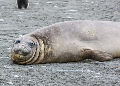 LOOK: Female elephant seal makes pit stop on Camps Bay beach