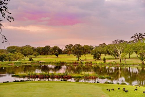 Elephant wanders onto Skukuza Golf Club fairway – WATCH