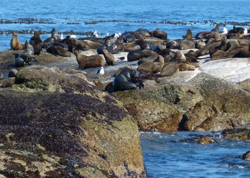 Rabies now ‘endemic’ in Cape fur seal population
