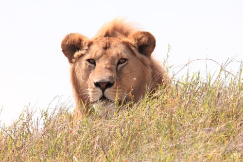 Watch Lions Captured Licking Tourists Tent In Zimbabwe [video] Flipboard