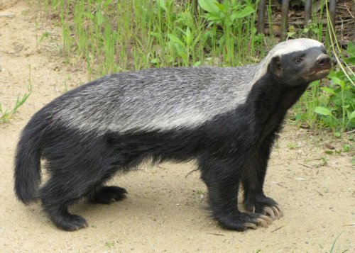 Honey badger takes out 11 penguins during KILLING SPREE in new reserve