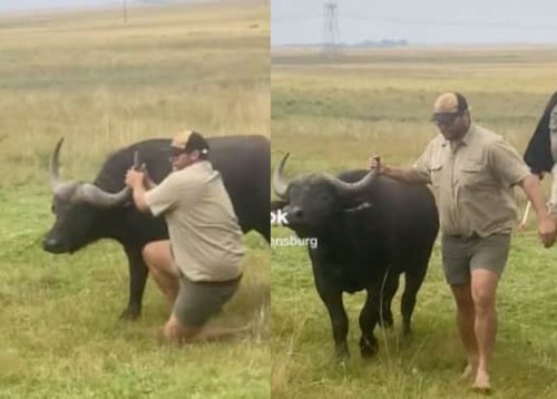 Viral Video: Mpumalanga farmer shows incredible strength, puts up a fight with buffalo