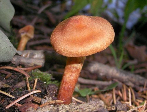 10 Poisonous Mushrooms You Should Never Eat & 10 Edible Varieties