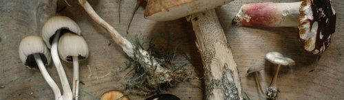 20 Weird Facts About Mushrooms That'll Convince You They're From Another Planet