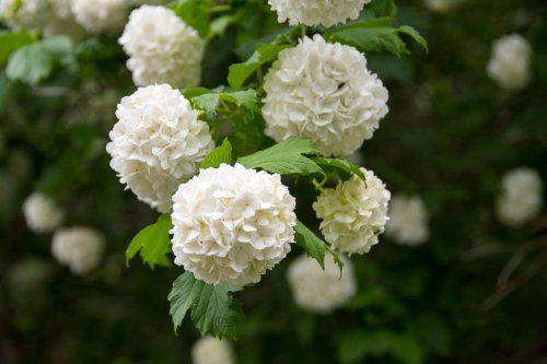 15 Types of White Hydrangeas for Your Garden