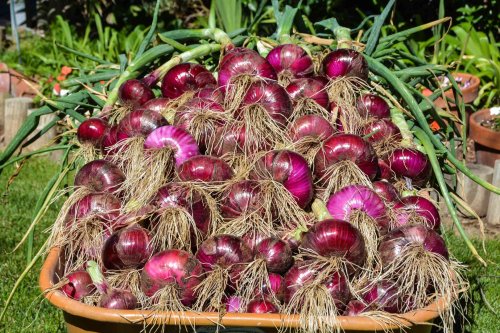 How to Grow and Care for Red Onions in the Garden