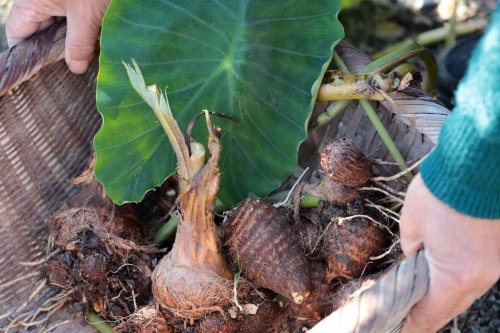 How to Plant Elephant Ear Bulbs for Perfectly Grown Plants Every Time