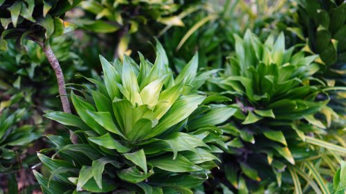 This Plant Thrives on Neglect—Here's How to Grow Dracaena Janet Craig