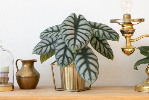 How to Grow and Care for Alocasia Silver Dragon