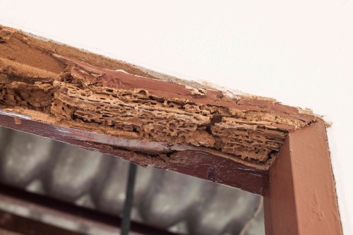 7 Ways to Prevent Termites Before They Damage Your Home, According to Pest Pros
