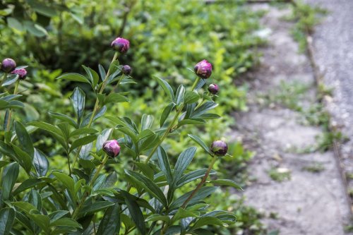 When to Cut Back Peonies