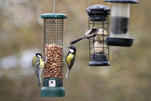 We Asked Cleaning Pros How to Keep a Bird Feeder Clean, and They All Use the Same Thing