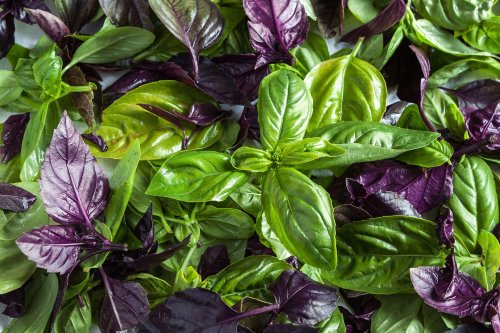 16 Types of Basil to Grow in Your Garden