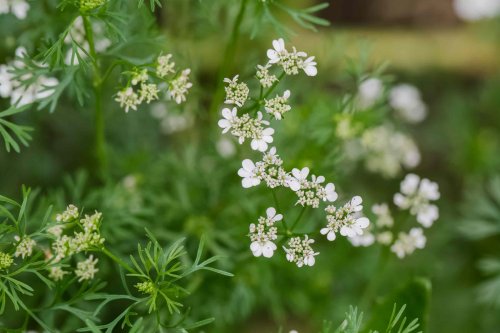 Don't Let Your Cilantro Bloom and Ruin Its Flavor—6 Tips to Prevent It