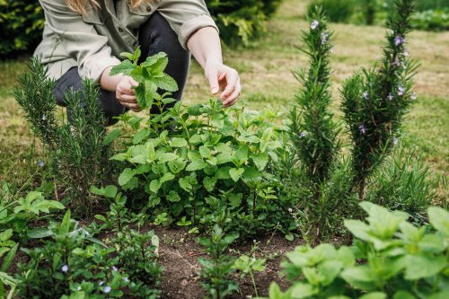 14 Herbs That Can Be Planted Together for a Healthy and Lush Harvest